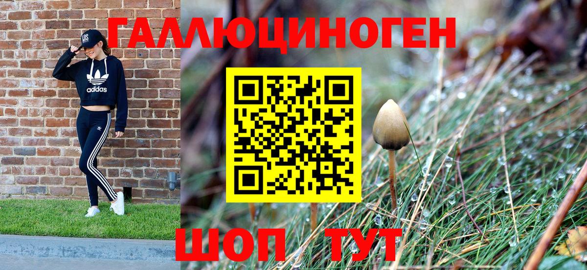Псилоцибиновые грибы Psilocybe Тара